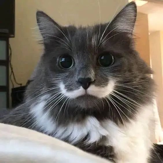 离谱涂装猫猫图鉴，受不了了好可爱